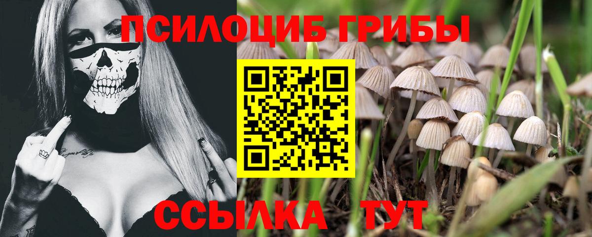 Галлюциногенные грибы Psilocybe Светлоград
